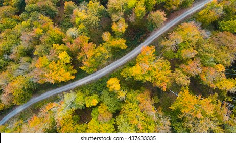 Road In The Autumn Forest Aerial View