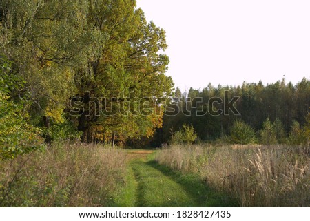 A road with autumn trees and dried grasses on the sides, stretching into the distance