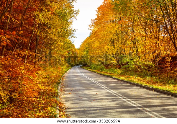 Road Autumnal Forest Stock Photo 333206594 Shutterstock