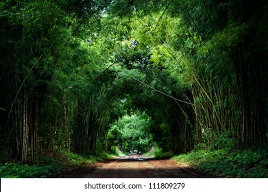 Road with Bamboo