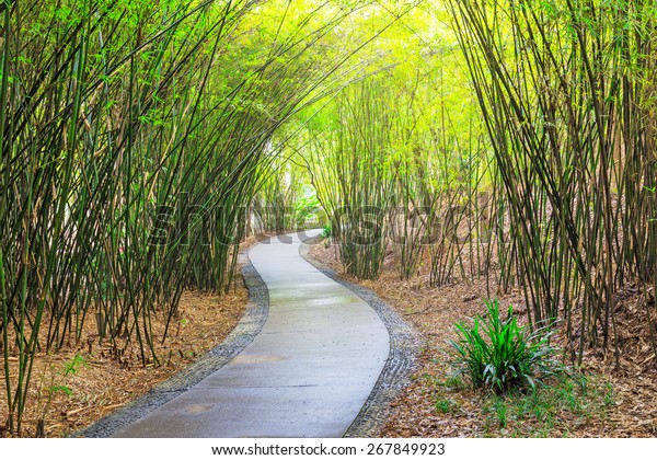 road in bamboo forest