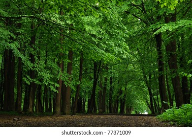 Road in beech forest in the evening - Powered by Shutterstock