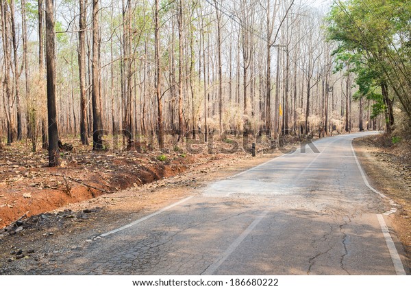 Road between burnt\
trees and green trees