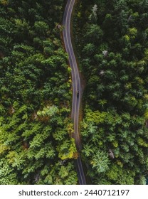 Road between a deep forest