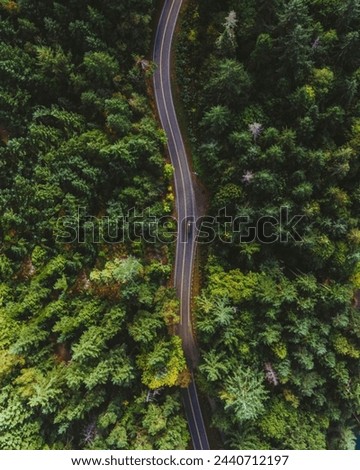 Road between a deep forest