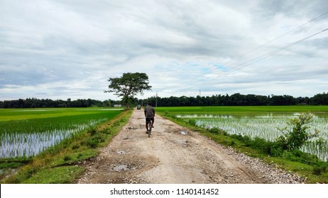 A Road Between Paddy Field