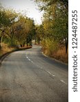 Road between trees