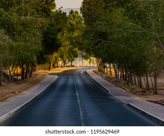 Road in between trees