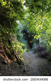 the road between the trees.