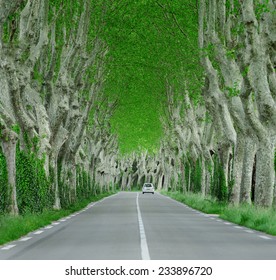 The road between trees