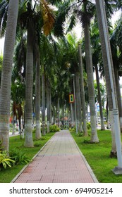 Road between trees