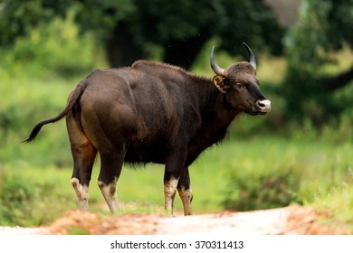 Road Block Gaur