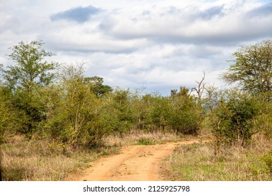 Road In Bushes. Wild Life Safari In Africa. Road In Savanna.