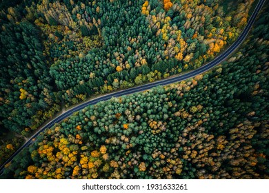 Road in colorful autumn forest view from above. S-form road.