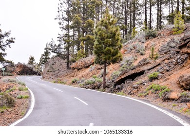 Road and coniferous pine tree forest early in the morning