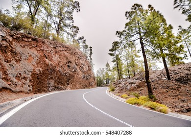 Road and coniferous pine tree forest early in the morning