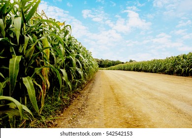 Road To Corn Fields.can Use Background.