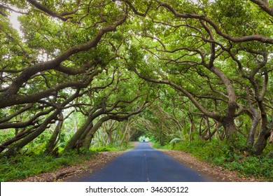 Road covered by tree canopies on Big Island,  Hawaii