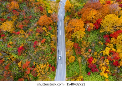 A Road Cross The Colorful Forest