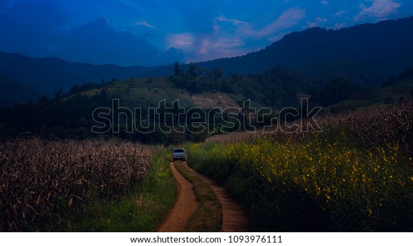 The road crosses a field of yellow\
flowers and another field of dry soil. The area where the\
hilltribes farmed and made roads to keep the car\
running.