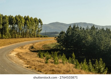 Road curving between two a pine and an eucalyptus plantation in the mountains in the Piggs Peak region of Eswatini.