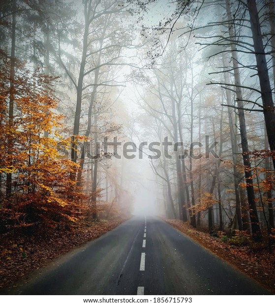 Road in Czech republic. No people no car...\
only road, amazing nature and fog.\
