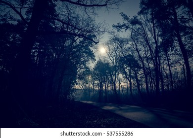 Road In Dark Night Forest