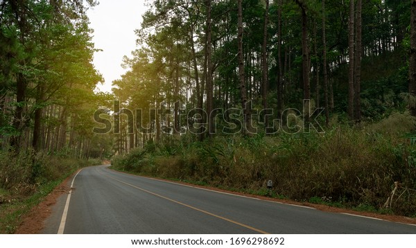 The road deceives the car path with many trees on\
both sides.