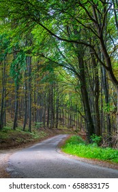 Road to the deep forest.