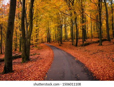 Road in fallcolors Söderåsen nationalpark, Sweden.