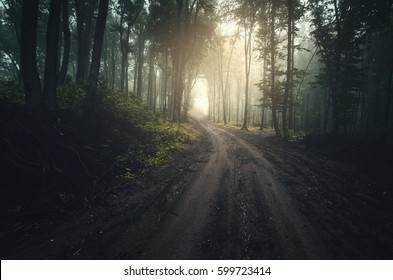 road in fantasy forest at sunset