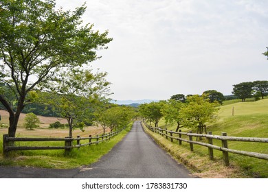 A Road In A Farm