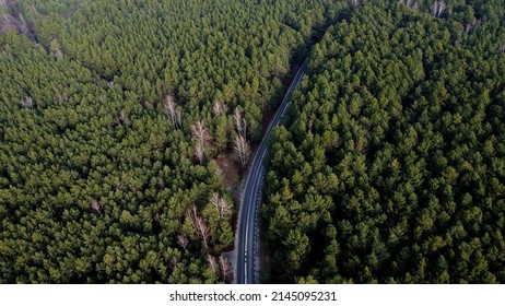 Road to feature in Forest.