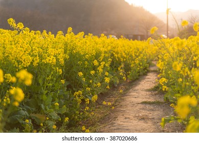 mustard herb plant