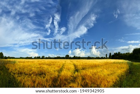 Similar – Image, Stock Photo cornfield Environment