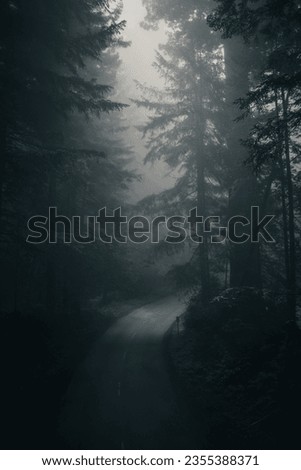 road in foggy redwood forest