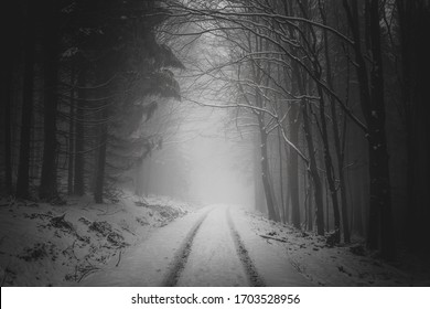 road in the foggy winter forest - Powered by Shutterstock