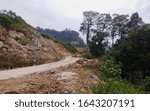 the road in the forest