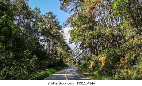 road in forest