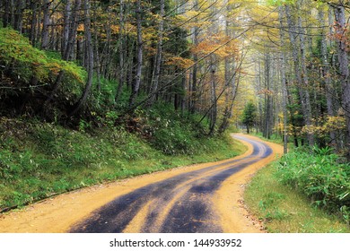 road in forest