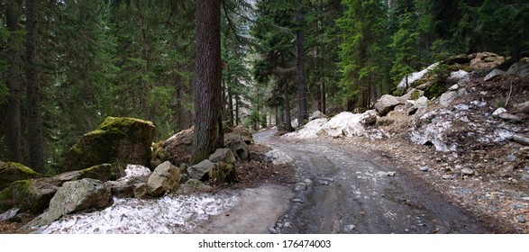 Road in the forest
