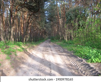 The road in the forest.