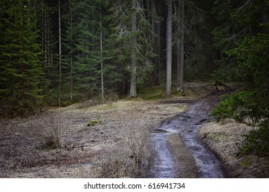 Road in the forest