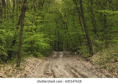 Road in the forest