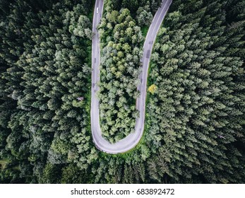 Road in the forest