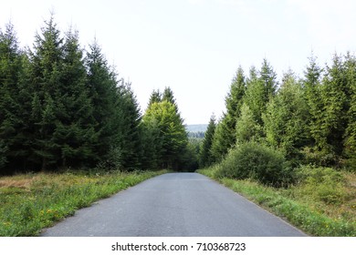 
road in the forest