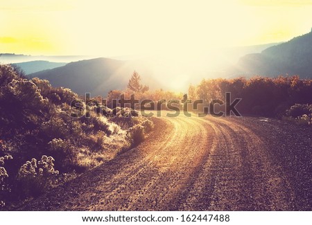 road in forest