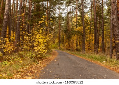 Road in the forest in autumn as a background - Shutterstock ID 1160398522