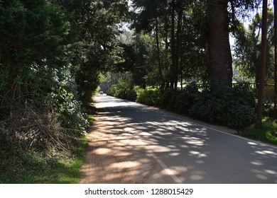 Road in the forest and between trees 