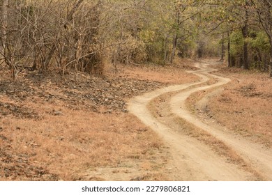 Road in the forest. Brown Colors. Nature in Wildlife. Indian Landscape. Maharashtra Beautiful Nature.